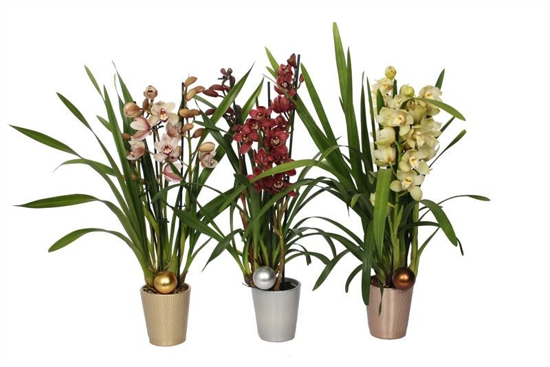 Zoe p12 dots mix luxury Cymbidium mix 3T15+, D 12 cm