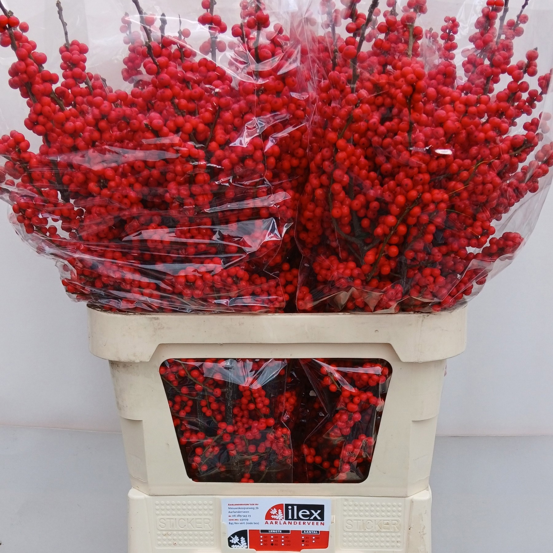 Илекс Красные ягоды 80, шт.