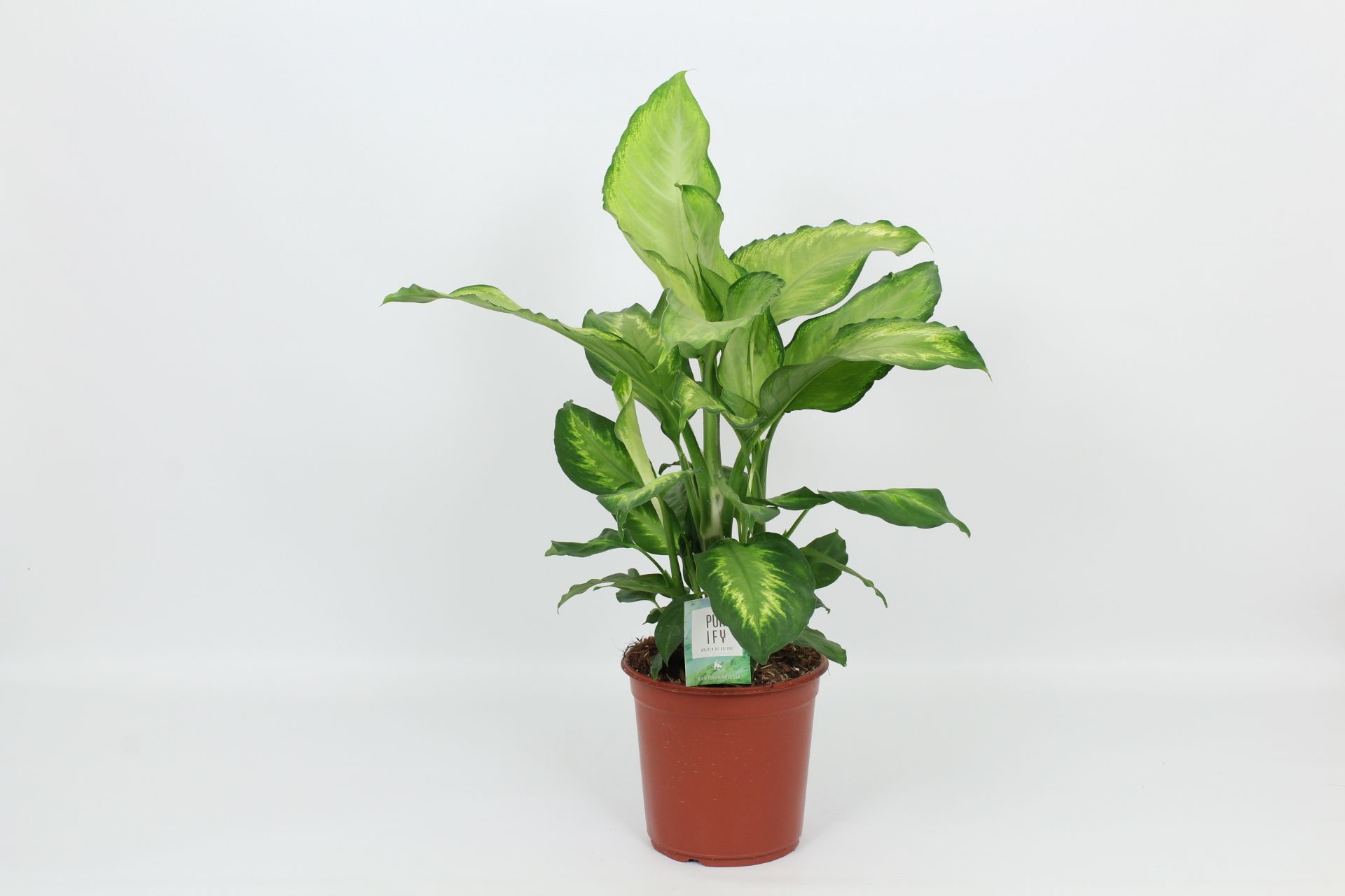Purify Dieffenbachia Ivory Green 24 cm, D 24