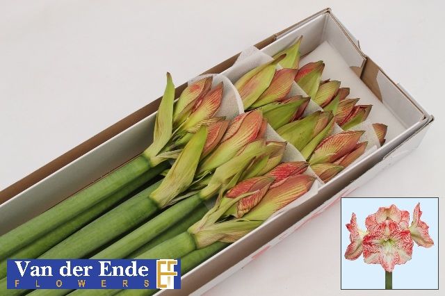 Амарилис Мега Стар (красно-зел.) x12, шт.