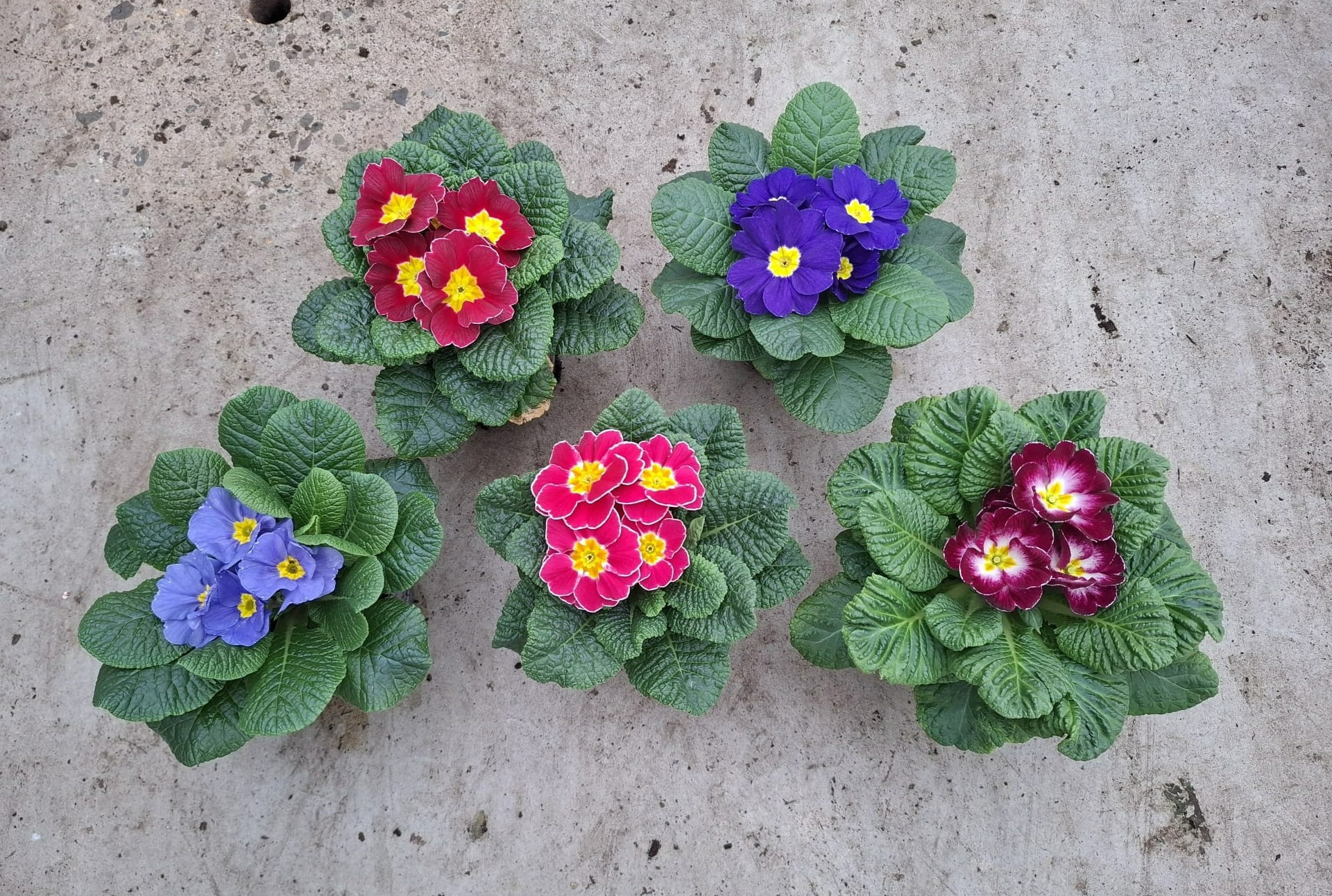 Primula acaulis mix - Specialties, D 10,5
