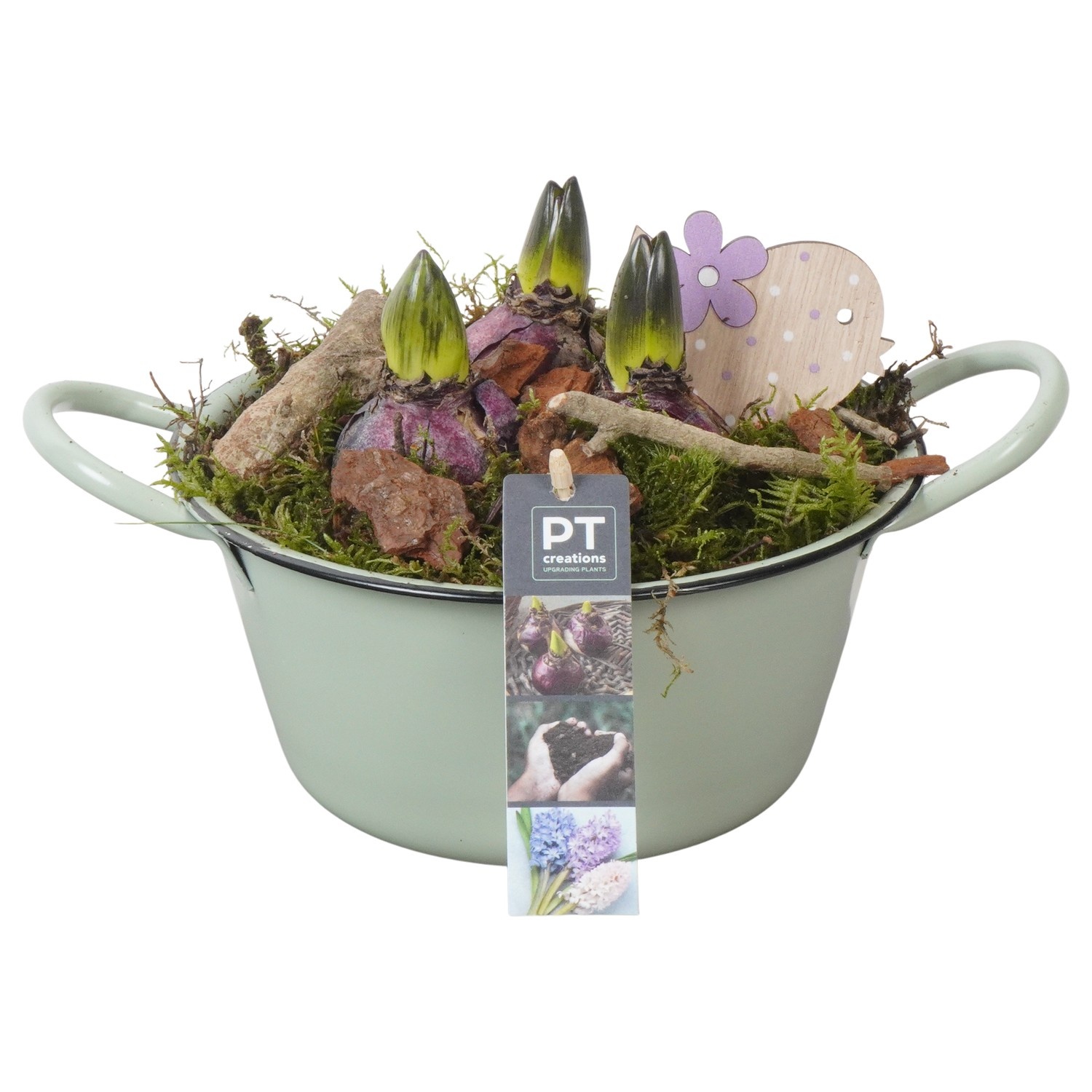 PTHC9112 Arrangement Hyacints in zink schaal, D 19