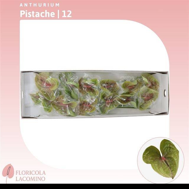 Антуриум Писташ, шт.