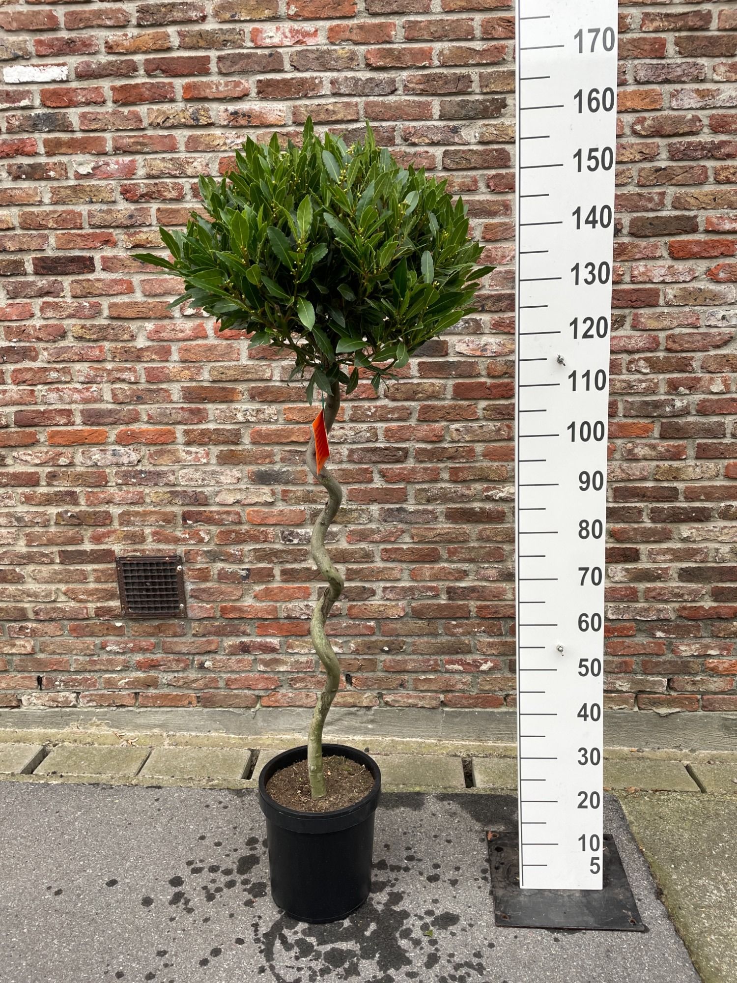 LAURUS NOBILIS BOL OP 80 CM GEDR ST 45/50 P 25, D 25