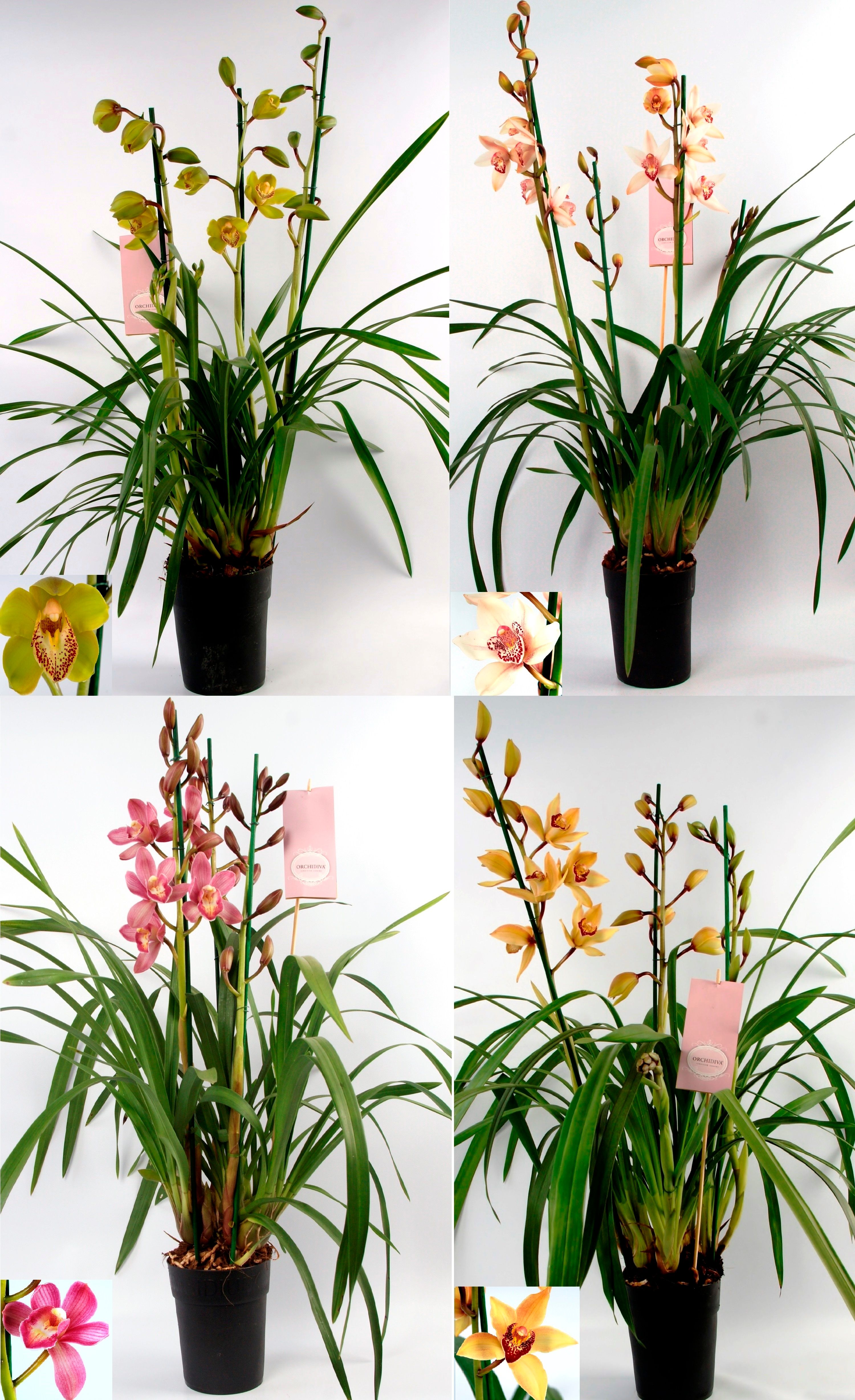 Cymbidium kleuren mix 3-4 tak, D 14