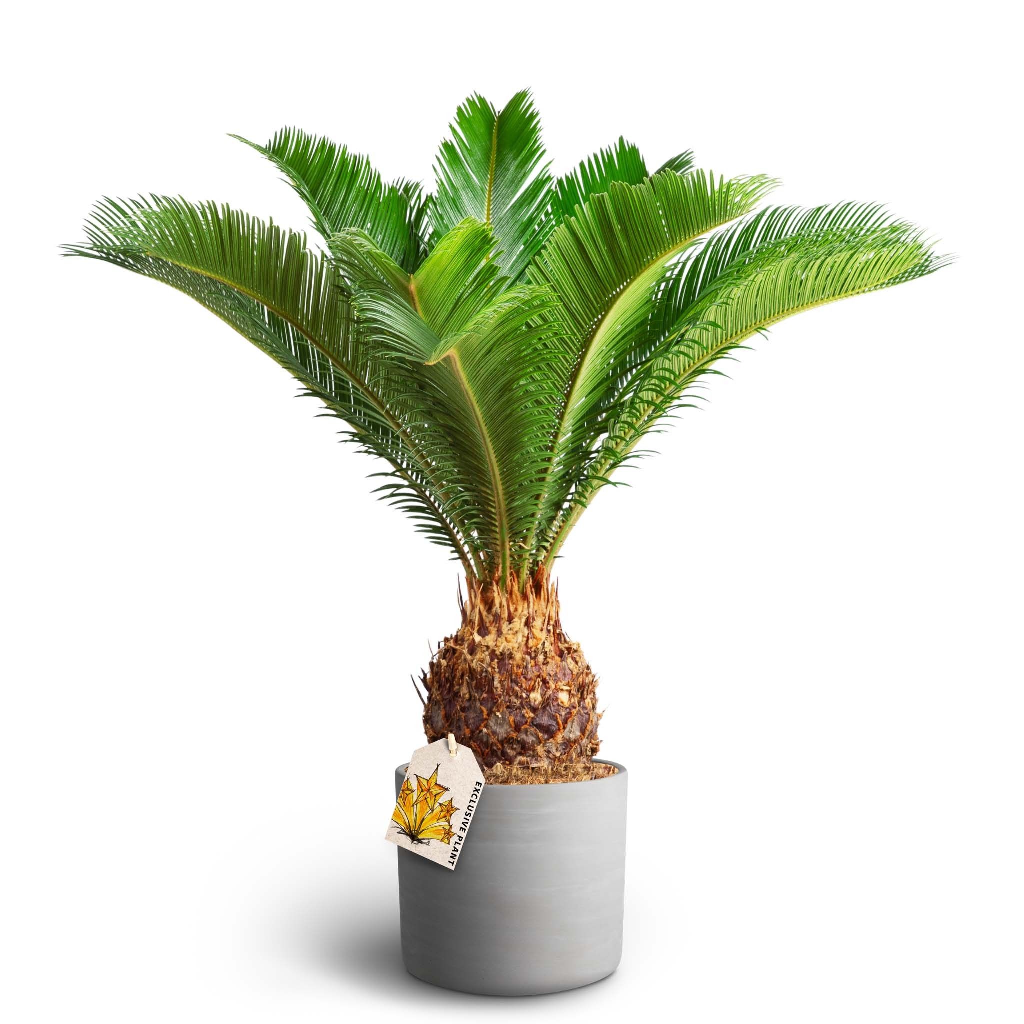 Raw Grey, Cycas, D 19