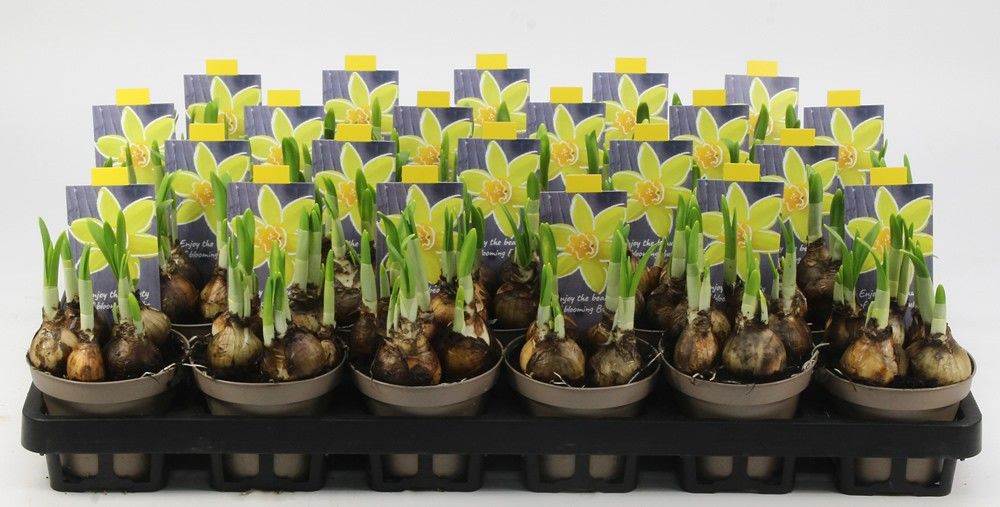 NARCIS TETE A TETE 09 Floratino, D 9