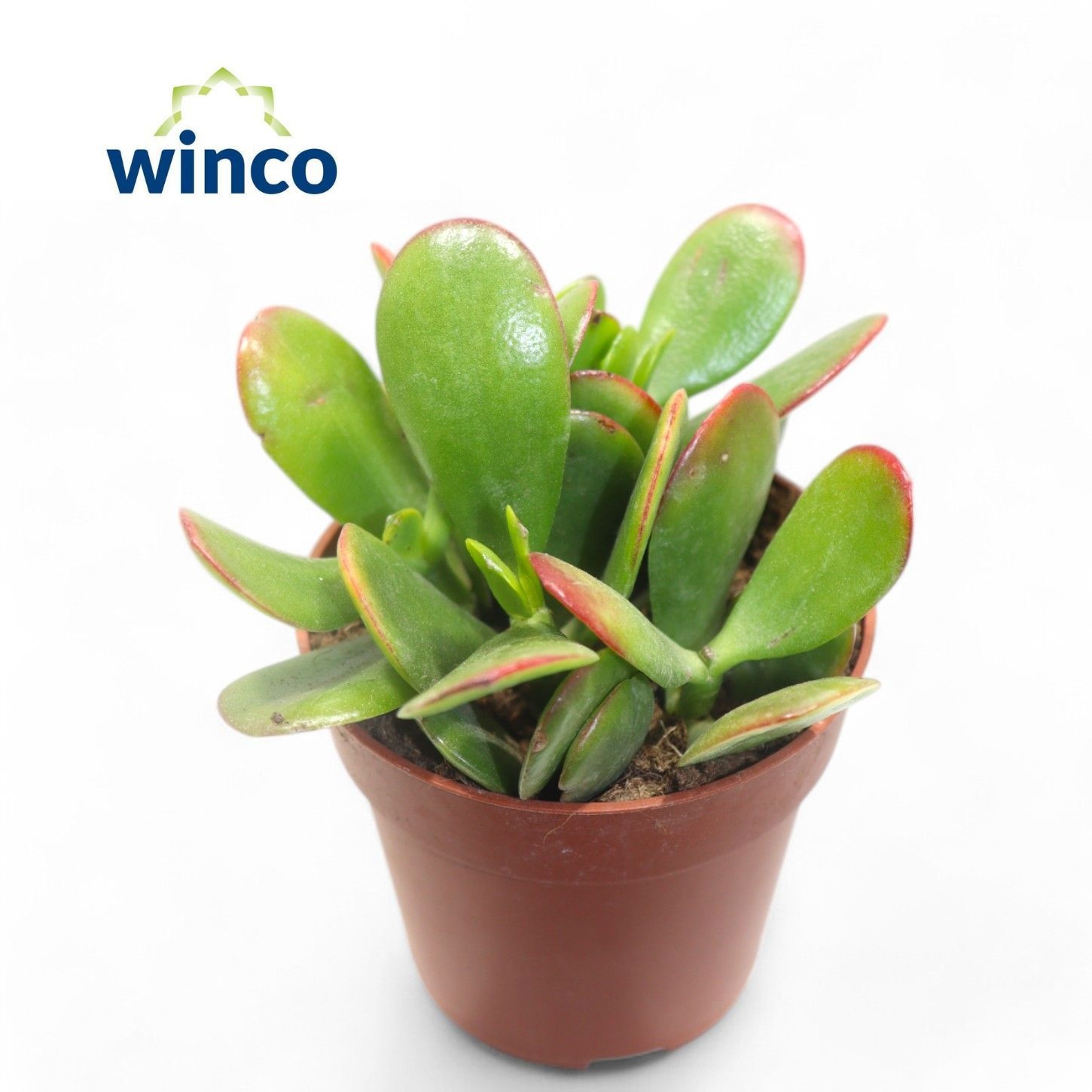 Crassula Sunset, D 8,5