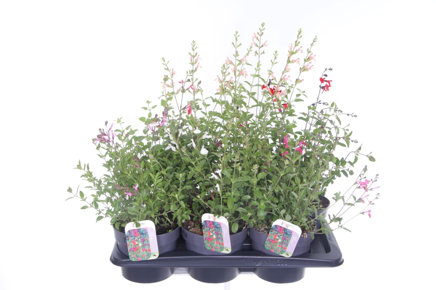 Salvia microphylla mix, D 17 cm