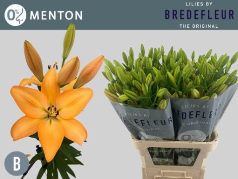 Лилия Ментон 90, шт.