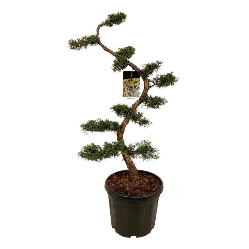 Juniperus pfitzeriana, D 47