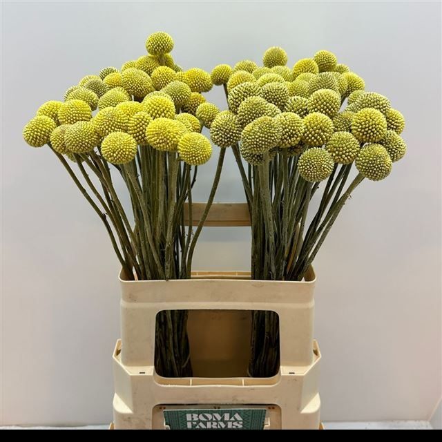 Краспедия Овериг 70 (желт.), шт.