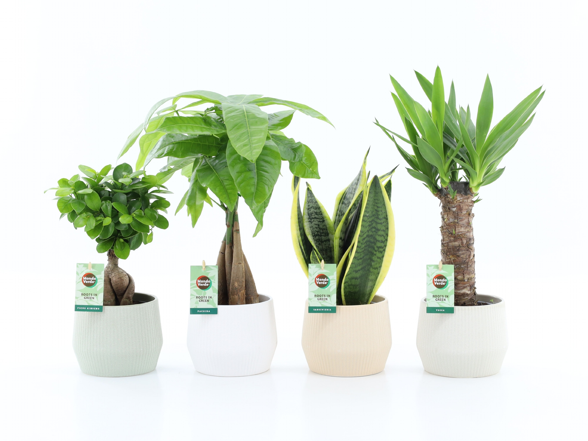 Amazone Mix in Sandy keramiek, D 15 cm