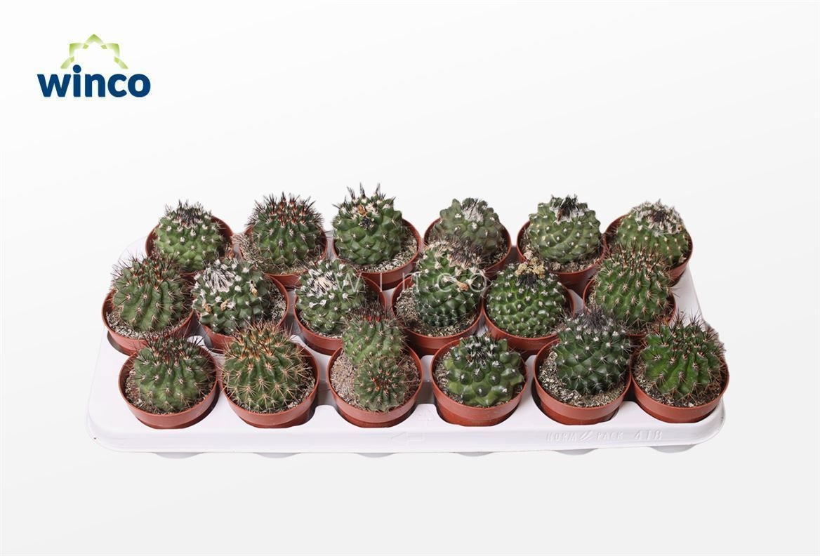 Copiapoa Humilis (Green), D 8,5