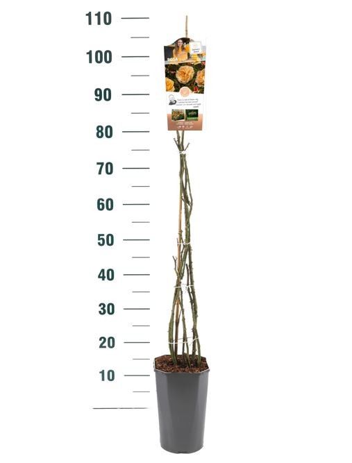 Rosa 'Susie' - Klim - C3rp - Exclusive Collection, D 19