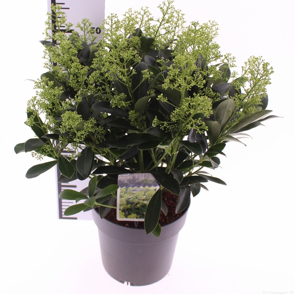Skimmia jap. 'Finchy', D 23 cm