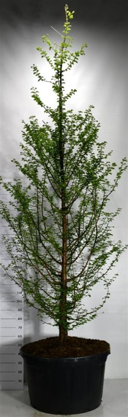 Metasequoia glyptostroboides, D 90