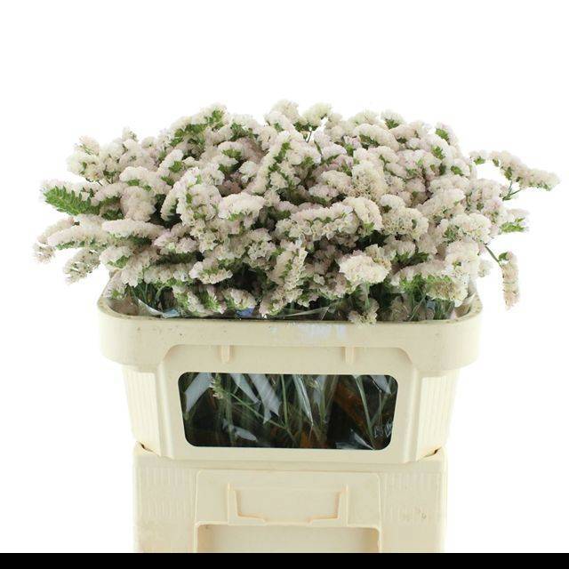 Статица Синует Хани Априкот 70, шт.