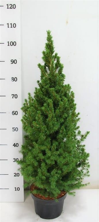Picea gl. 'Conica', D 23 cm