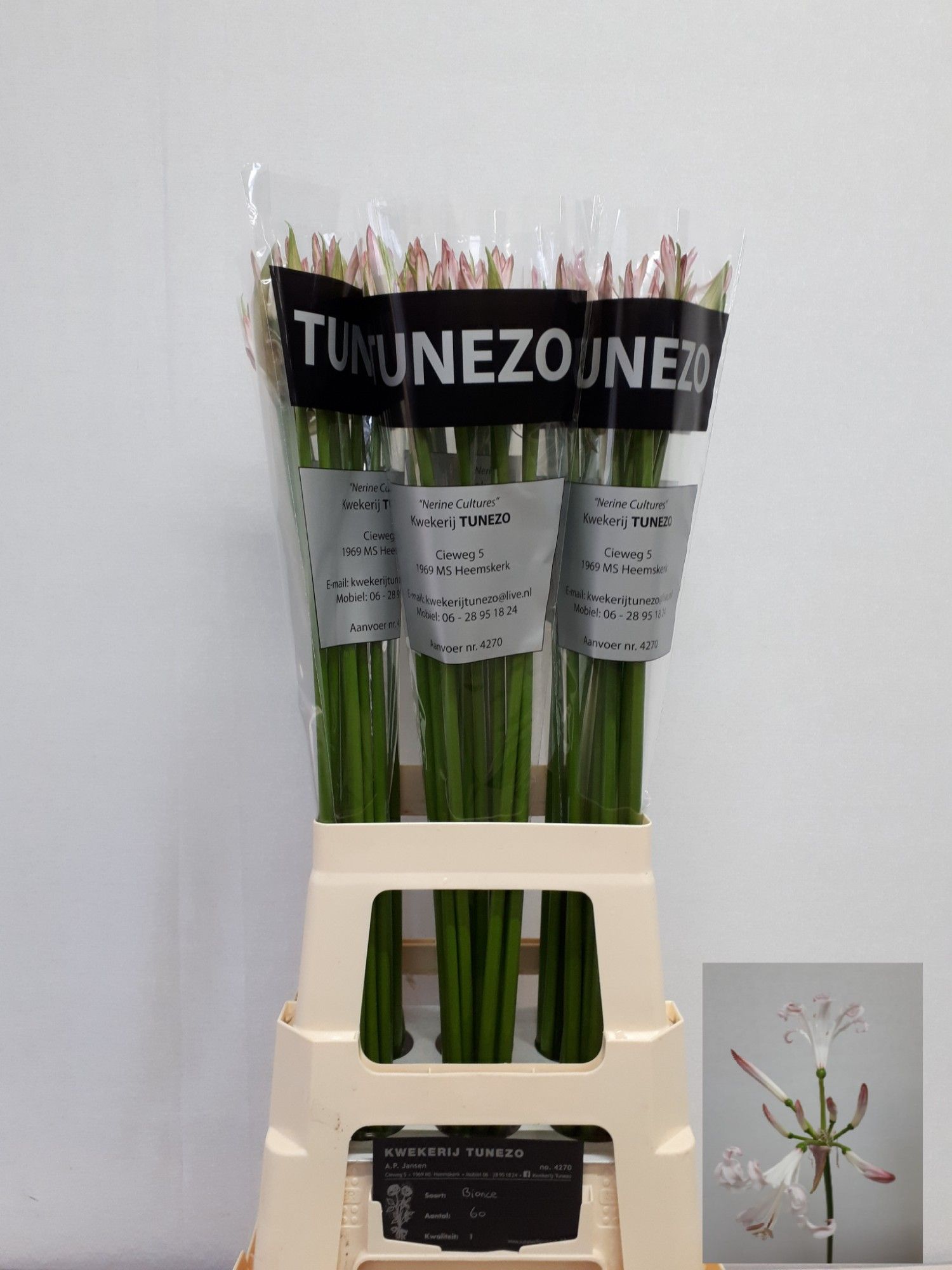 Нерине Бико Бийонс 70, шт.