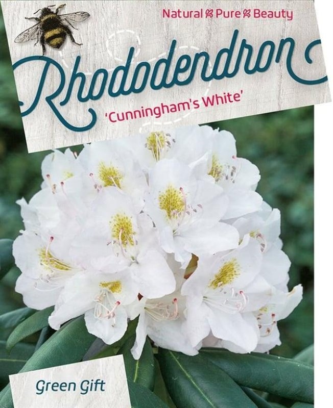 Rhododendron 'Cunningham's White', D 52