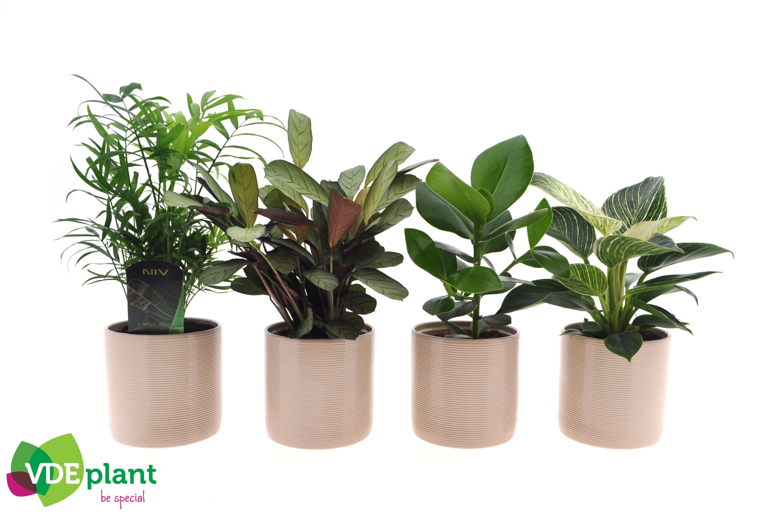 Intenz mix in Havana 12cm, D 12