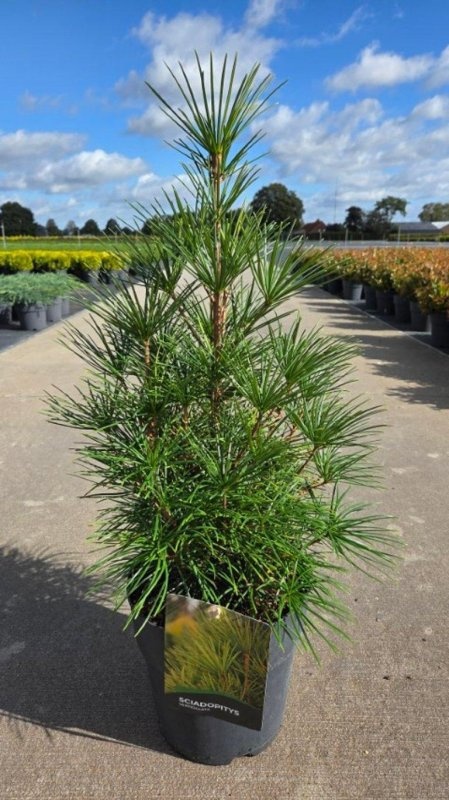 Sciadopitys verticillata, D 29