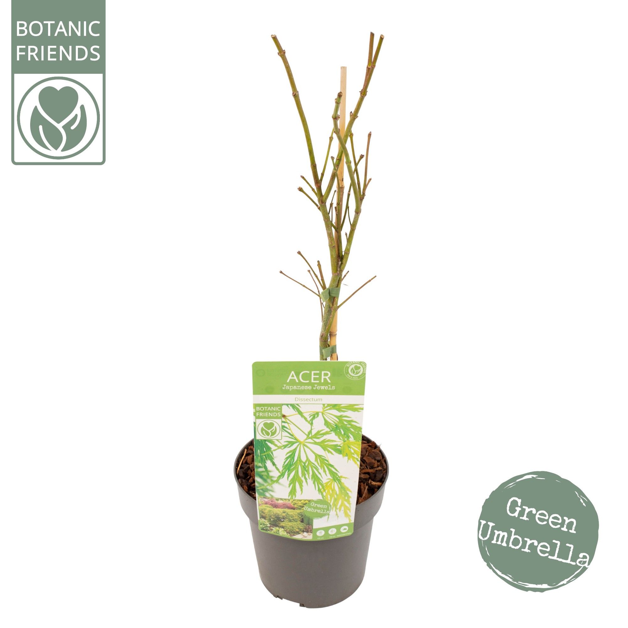 Acer palm. 'Dissectum', D 19