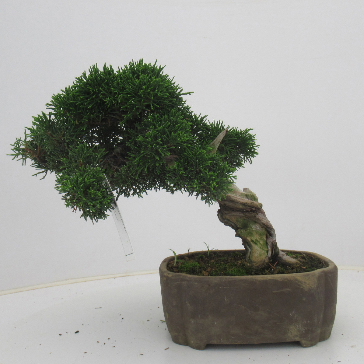 Juniperus chinensis, 17 cm., height 25 cm. (single item), D 17