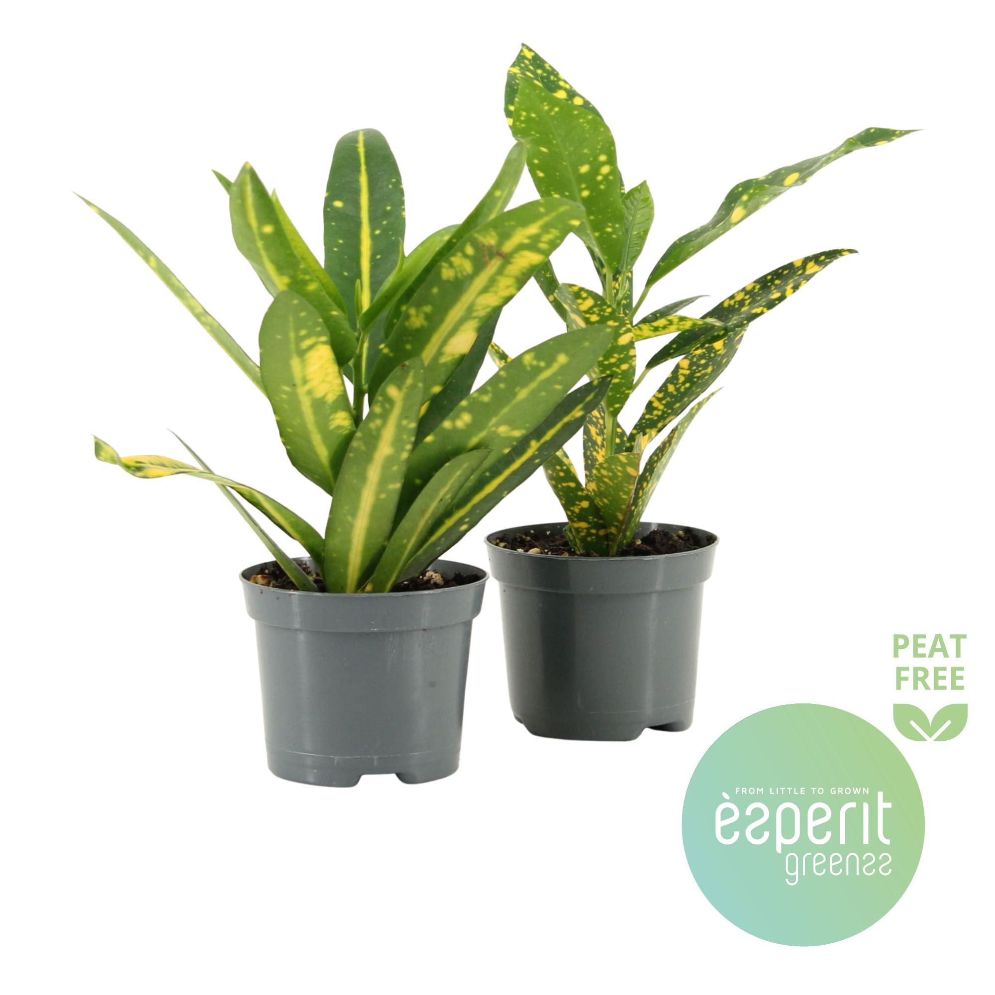 Codiaeum Mix 2 srt., D 8,5