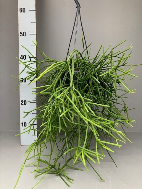 Rhipsalis heteroclada, D 14