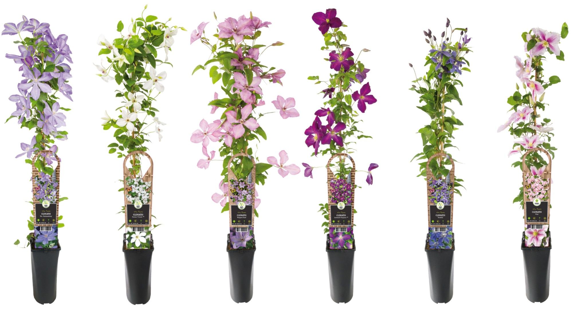 Mixtray Clematis S-90 +3.0 label, D 17