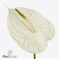 Антуриум Грасиоза x10, шт.