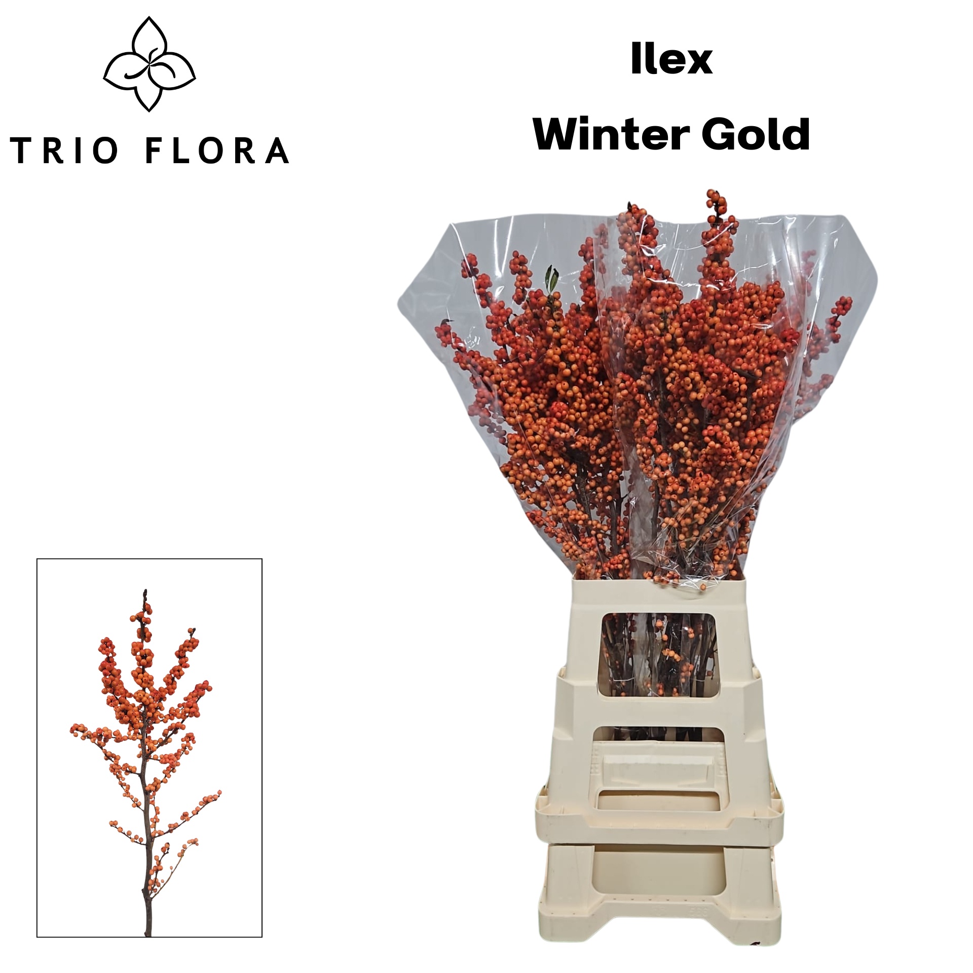 Илекс Винтер Голд 80, шт.