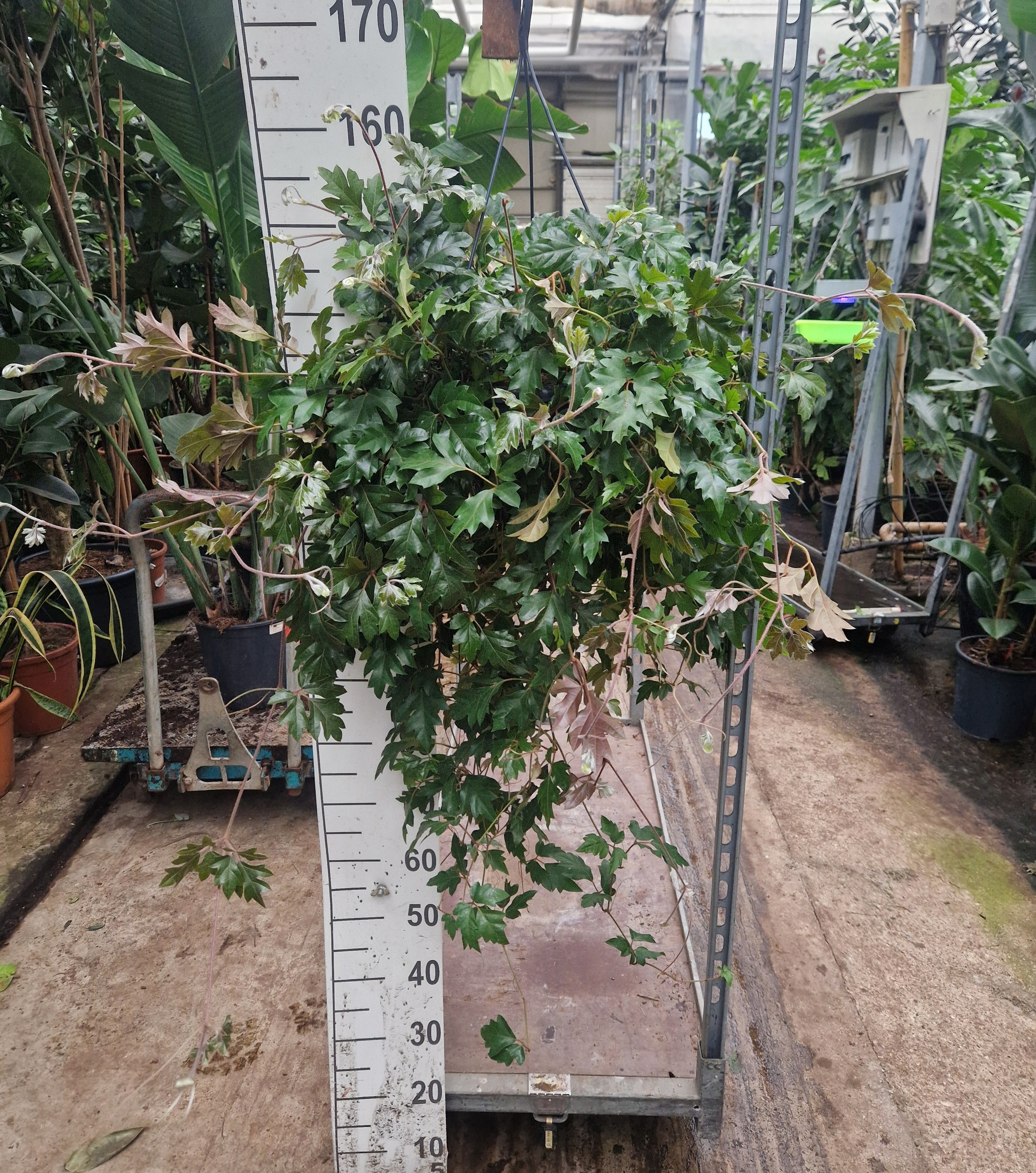 Cissus rhombifolia 'Ellen Danica' hangplant XL, D 30