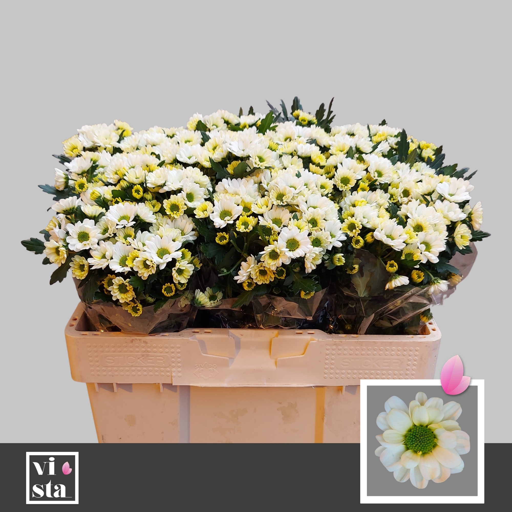 Сантини Росси Вайт (бел.), шт.