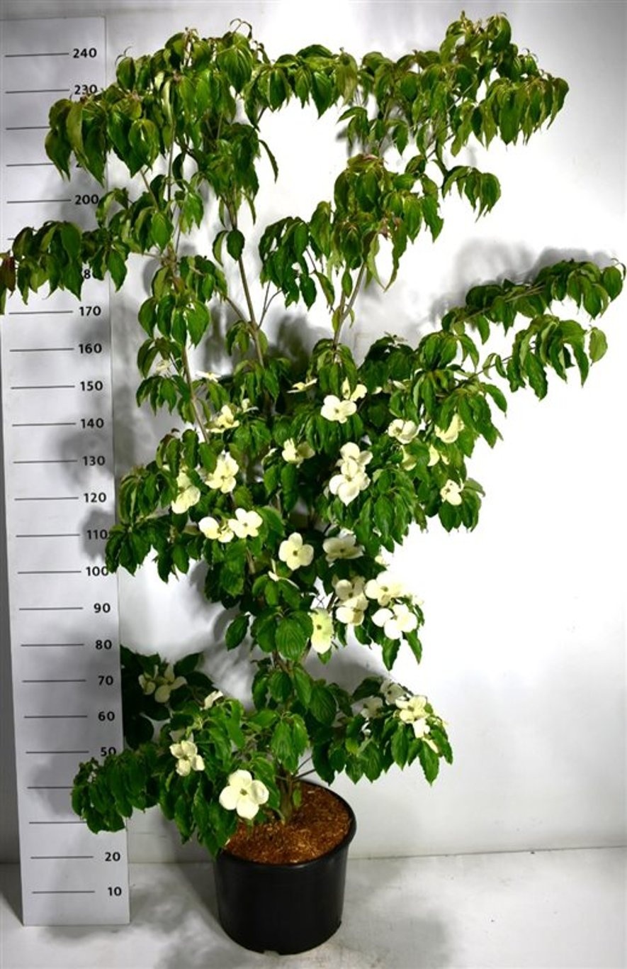 Cornus k. 'Teutonia', D 38 cm