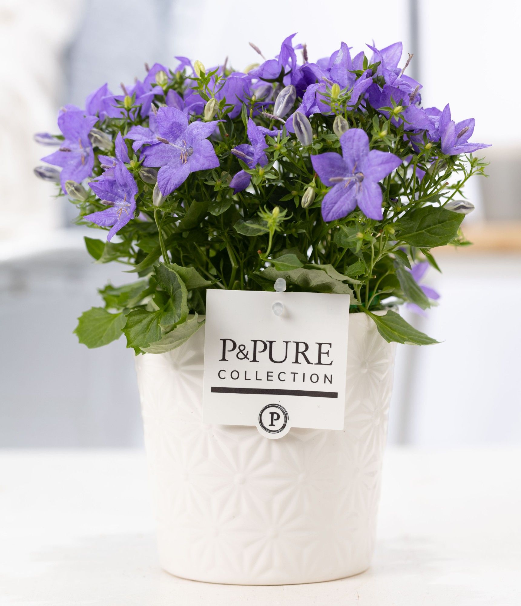 Campanula 'Napoli' Pure Juliette, D 13