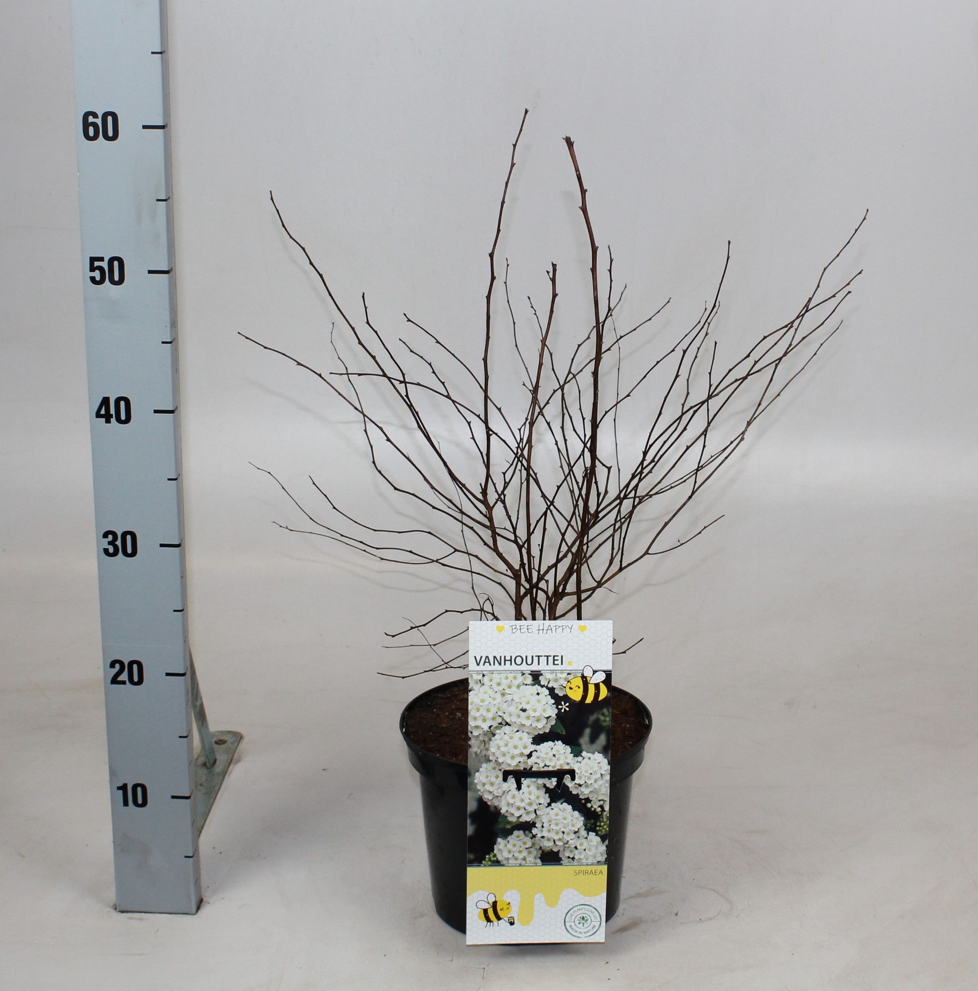 Spiraea vanhouttei, D 19