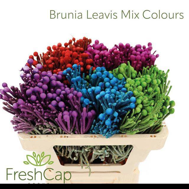 Бруния Лаевис 50 (сер.), шт.