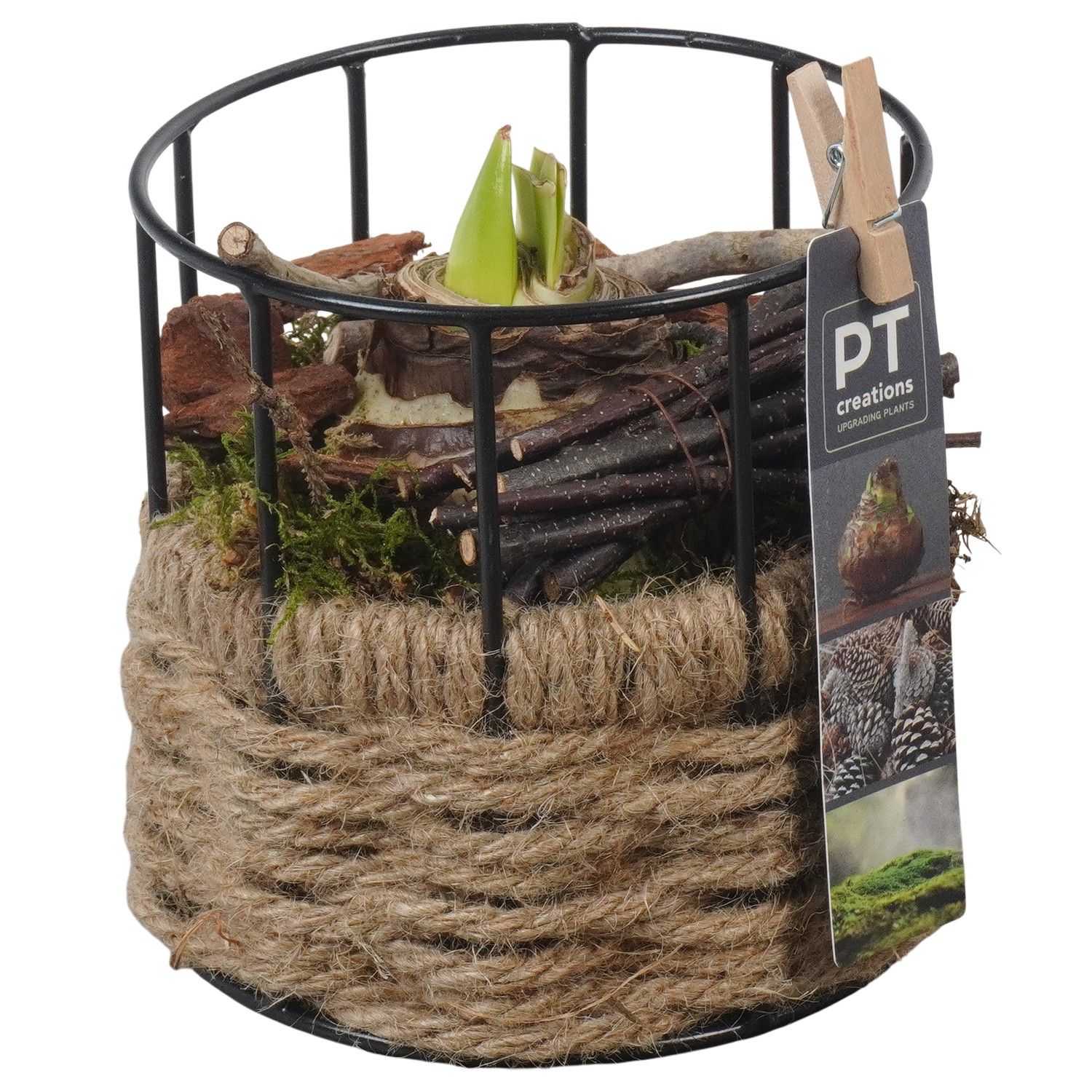 PTAA7556 Arrangement Amaryllis in touw mand met metaal, D 12 cm