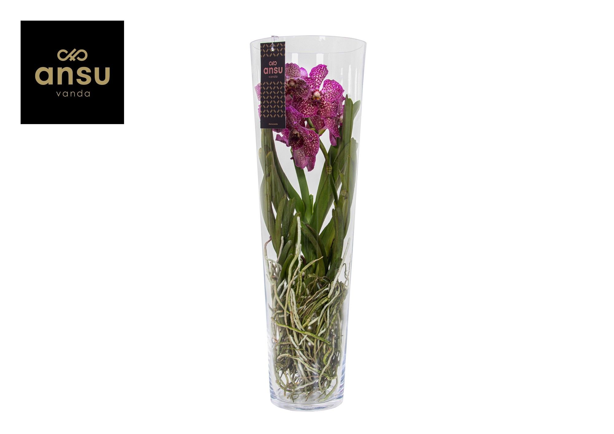 Vanda Lisanne 70 Pink/Cerise/Fuchsia, D 24 cm