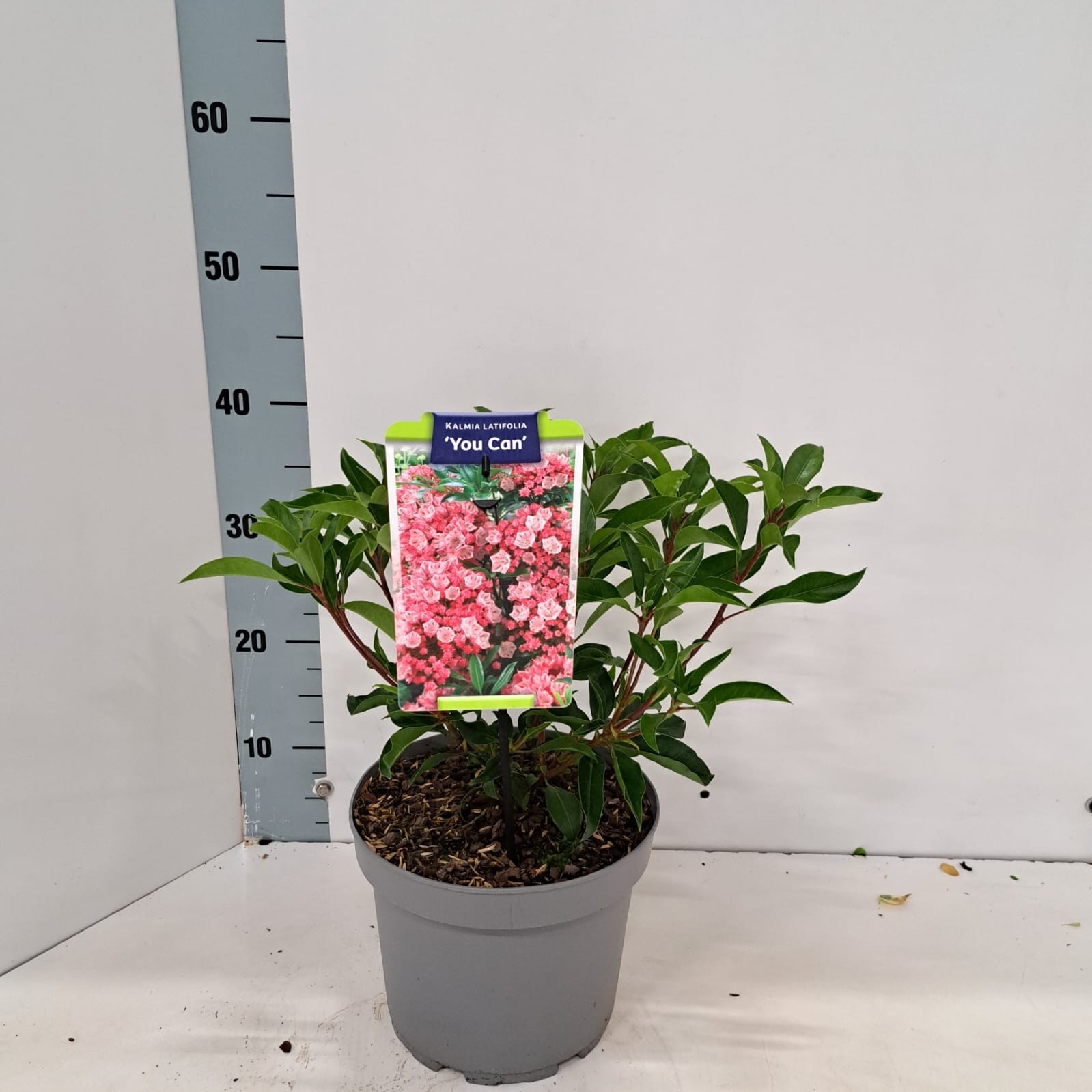 Kalmia lat. 'You Can', D 21