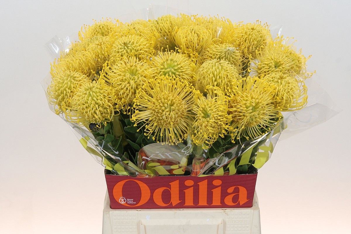 Нутанс Хай Голд 50, шт.