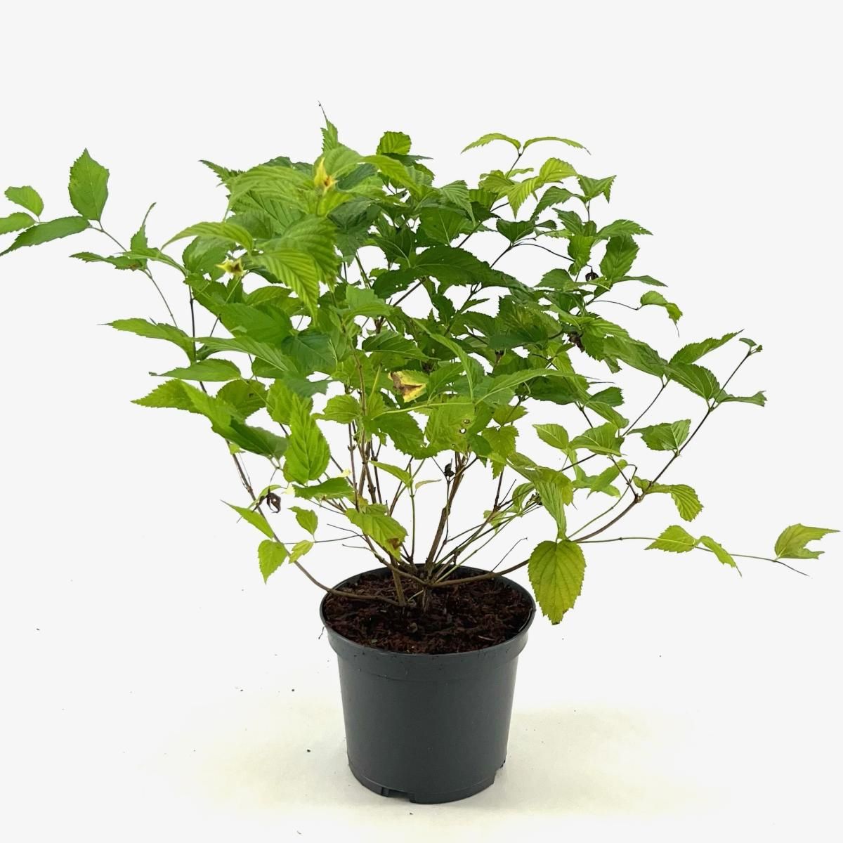 Rhodotypos scandens, D 19 cm