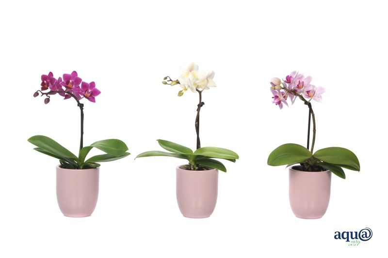 Hugo p06 silver pink Phal Tiny Dolls mix 1T07+ Aqu@, D 6