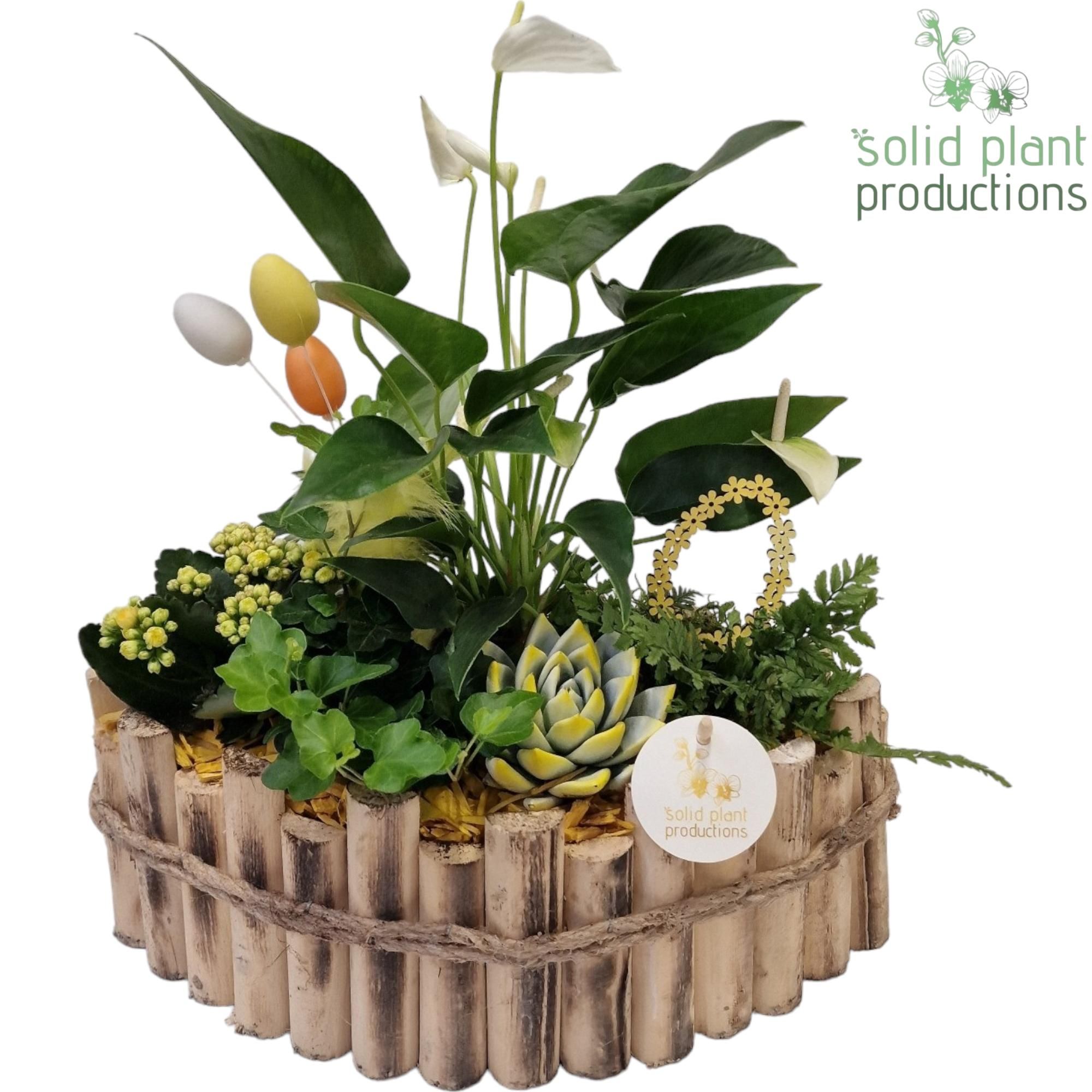 HPAE006 Napoli Large Yellow, D 35