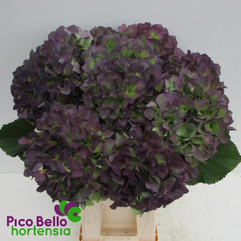 Гортензия Верена Блю Классик 60 (зелено-голуб.), шт.