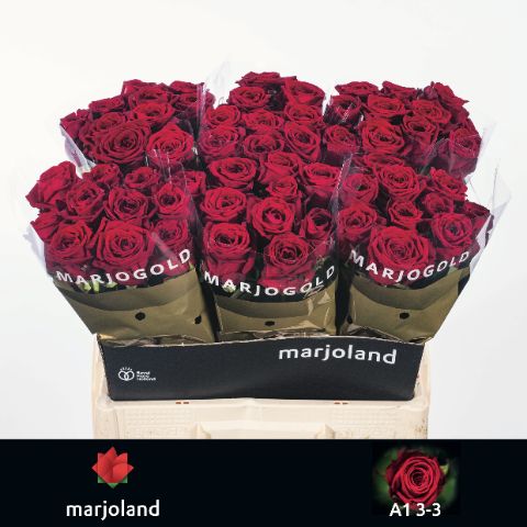 Роза од. Рэд Наоми 60, шт.