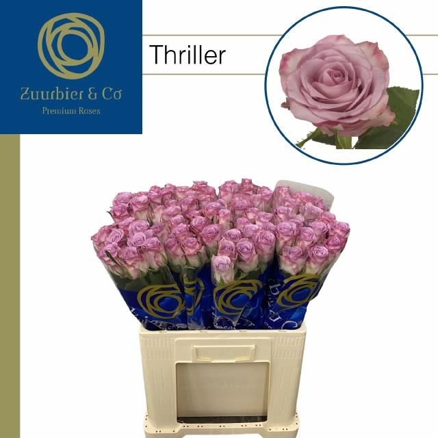Роза од. Триллер 60, шт.